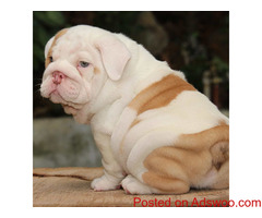 Bulldogs Puppies