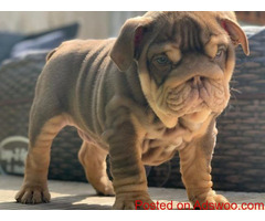 Puppies For Sale