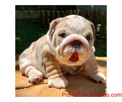 Puppies For Sale