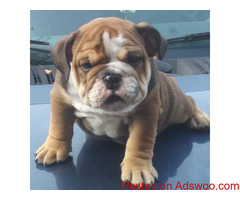 Puppies For Sale