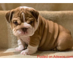 Puppies For Adoption