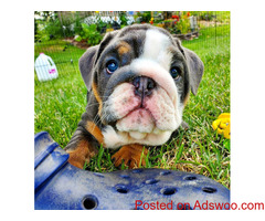 Puppies For Adoption