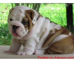 English Pup