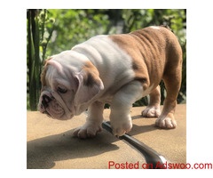 English Pup