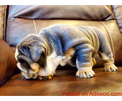 English Pup