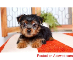 Teacup puppies available for adoption
