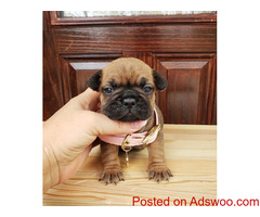 Adorable Frenchie Puppies for sale