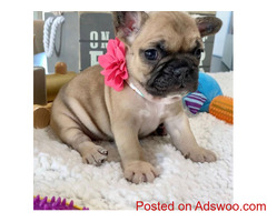 Adorable Frenchie Puppies for sale