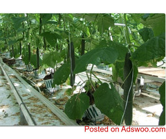 Coco coir manufacturers
