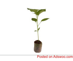 Coco coir manufacturers