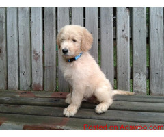 Golden Doodle Puppies for sale!