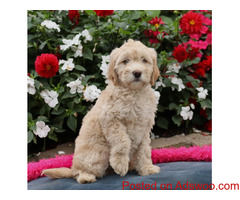 Golden Doodle Puppies for sale!