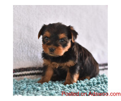 Yorkie Puppies ready.