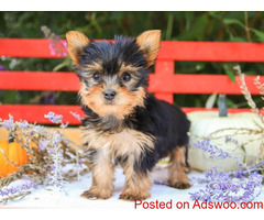 Yorkie Puppies ready.