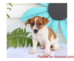 Jack Russell puppies