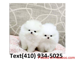 Adopt cute t-cup pomeranian puppies for xmas!