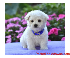 Maltese puppies