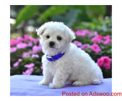 Maltese puppies
