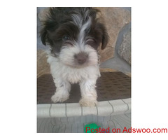 Havanese Puppies in time for Christmas