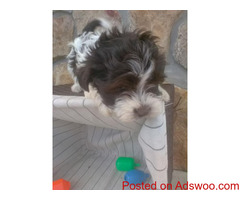 Havanese Puppies in time for Christmas