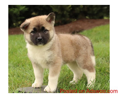 Akita pups for sale