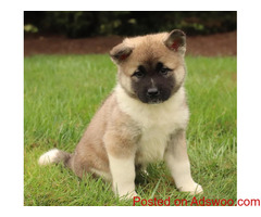 Akita pups for sale