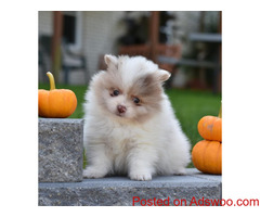 pomeranian pup available