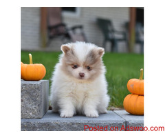 pomeranian pup available