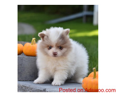 pomeranian pup available
