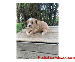 gorgeous cavapoo pups