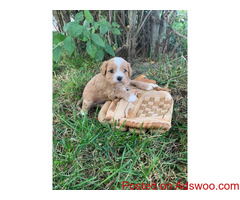 gorgeous cavapoo pups