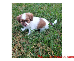 shih tzu puppies ready