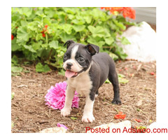 Boston Terrier puppies