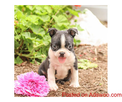 Boston Terrier puppies