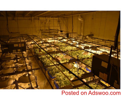 Quality Cannabis Production & Stock Investment Opportunities in Canada