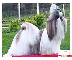 show quality shihtzu puppies available in delhi call now 9821091556 #shihtzupuppies #shihtzu