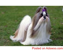 show quality shihtzu puppies available in delhi call now 9821091556 #shihtzupuppies #shihtzu