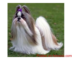 show quality shihtzu puppies available in delhi call now 9821091556 #shihtzupuppies #shihtzu