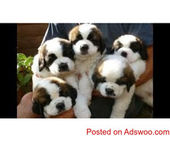Saint Bernard puppies available in Delhi #saintbernard #saintbernardpuppies #saintbernarddogbreed