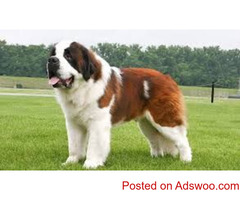 Saint Bernard puppies available in Delhi #saintbernard #saintbernardpuppies #saintbernarddogbreed