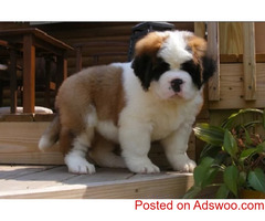 Saint Bernard puppies available in Delhi #saintbernard #saintbernardpuppies #saintbernarddogbreed