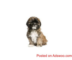 Lhasa Apso puppies available in Delhi #lhasapuppies #lhasaapso #delhipetparadise #lhasaapsopuppies