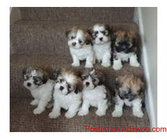 Lhasa Apso puppies available in Delhi #lhasapuppies #lhasaapso #delhipetparadise #lhasaapsopuppies