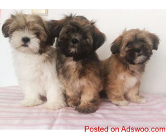 Lhasa Apso puppies available in Delhi #lhasapuppies #lhasaapso #delhipetparadise #lhasaapsopuppies