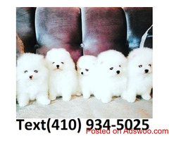 Tiny t-cup pomeranian pom puppies for sale!