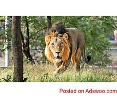 Tour Operator for Gujarat