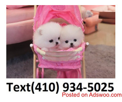 Exceptional white tiny t-cup pomeranian puppies for sale.