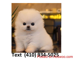 Cuttest tiny teacup pomeranian pom puppies for sale.