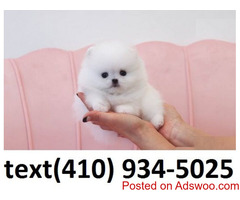 Akc reg. t-cup pomeranian pom puppies for sale.