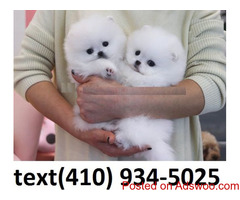 Cute tiny t-cup pomeranian puppies for sale.